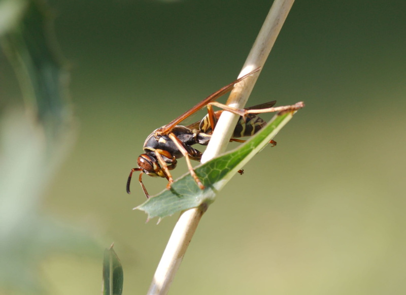 invertebrate, Yellow Jacket, green color, Insect, ant, plant part, day, animal body part, no people, one animal, focus on foreground, animals in the wild