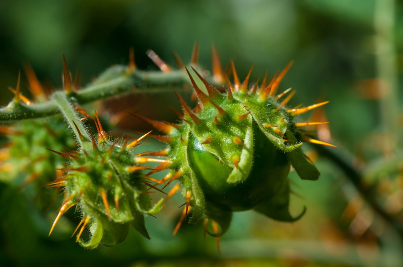 Macro, beginnings, Tomato, close-up, day, thorn, green color, fruit, no people, bud, one animal, Flower, macro photography, food and drink, focus on foreground