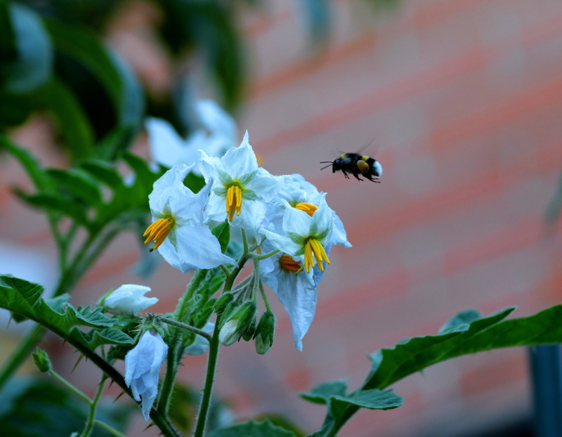 food, flower head, pollinator, pollination, bee, pollen, bumblebee, white-tailed bumble bee, hovering, vegetable, beauty in nature, spain, 4K, vulnerability
