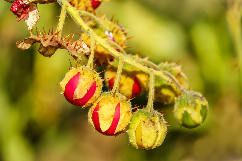 bud, beauty in nature, leaf, solanum sisymbriifolium, shift, no people, close-up, outdoors, red, berry fruit, focus on foreground, focus, food and drink