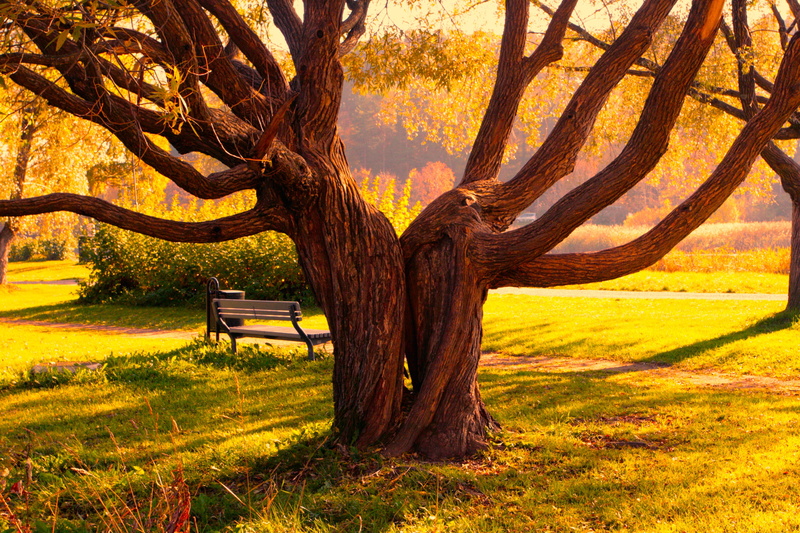 no People, yellow, park, land, forest, sunlight, autumn, season, tree trunk, sun, red, woodland, leaf, tranquility, october, park - Man Made Space, textures