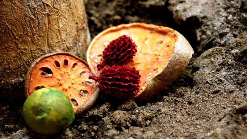 seed, outdoors, guava, freshness, focus on foreground, close-up, nature, exotic, 1080P, animal themes, nut - food, land, tree, still life, nut, day, healthy eating