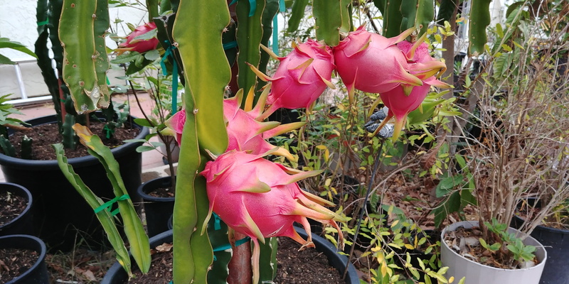 growth, ripe, nature, beauty in nature, dragonfruit, leaf, natural, no people, exotic, sweet, petal, fruit, asian, day, flower, inflorescence, outdoors