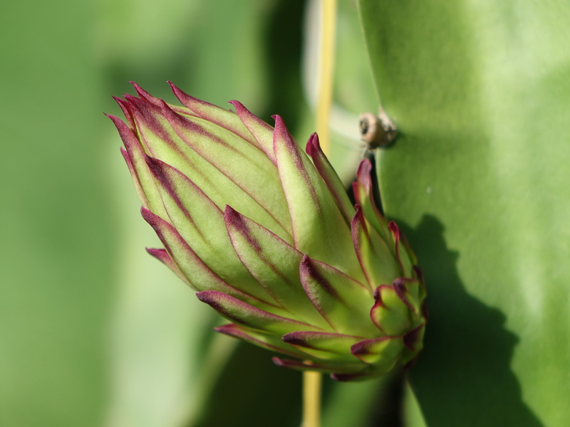 focus on foreground, growth, one animal, day, beauty in nature, green color, animals in the wild, flowering plant, bud, freshness, sepal, 4K, plant, nature