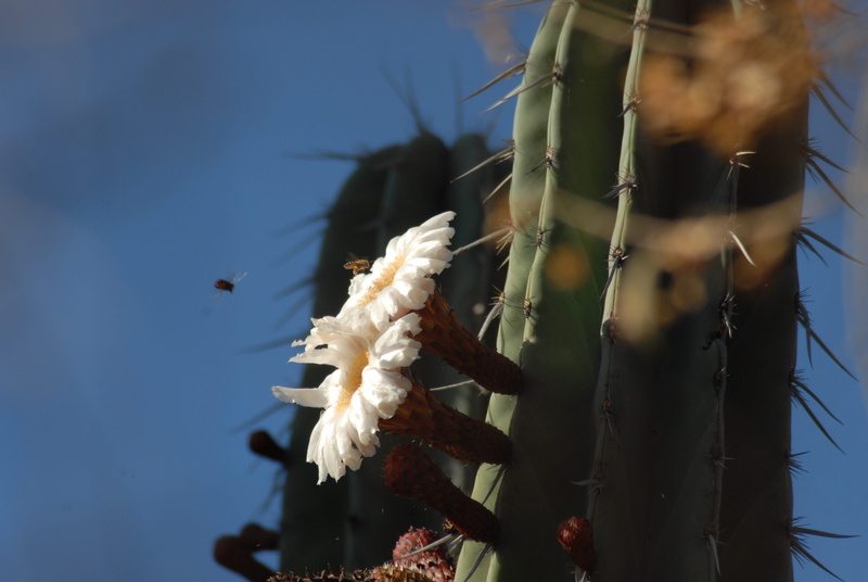 organo, close-up, growth, day, flor de pitaya, low angle view, flower, 4K, outdoors, sky, focus on foreground, one person, standing, young adult, tree