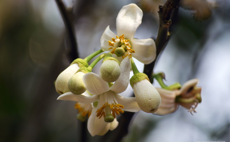 growth, no people, close-up, selective focus, flower head, focus on foreground, flower, beauty in nature, Aero, freshness, tree, 4K, plant, day, springtime