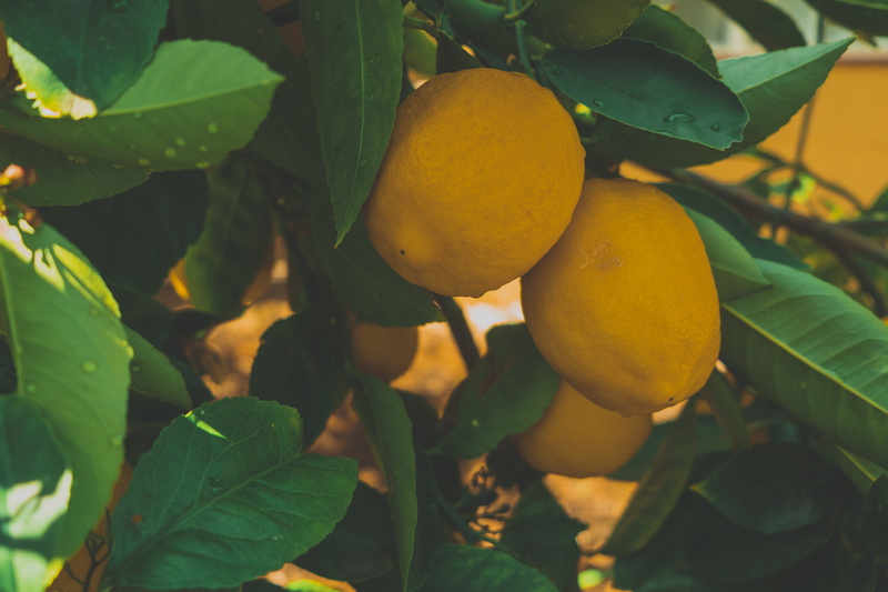 plantation, healthy eating, matte, fruit, durian, freshness, persimmon, pomelo, produce, close-up, garden, leaf, plant part, tree, growth, nature, grapefruit