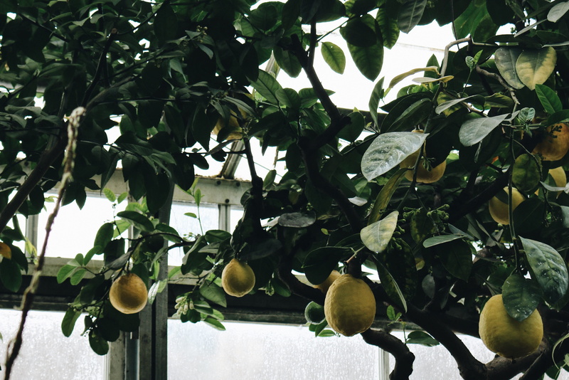 low angle view, citrus fruit, jackfruit, healthy eating, day, tree, outdoors, greenhouse, focus on foreground, branch, food and drink, lemons, freshness