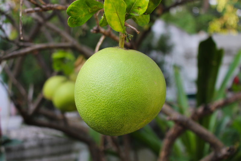 exotic, freshness, green Color, food, day, fresh, no people, healthy eating, tasty, tree, green, citrus Fruit, fruit, lemon, juicy, close-up, ripe, grapefruit