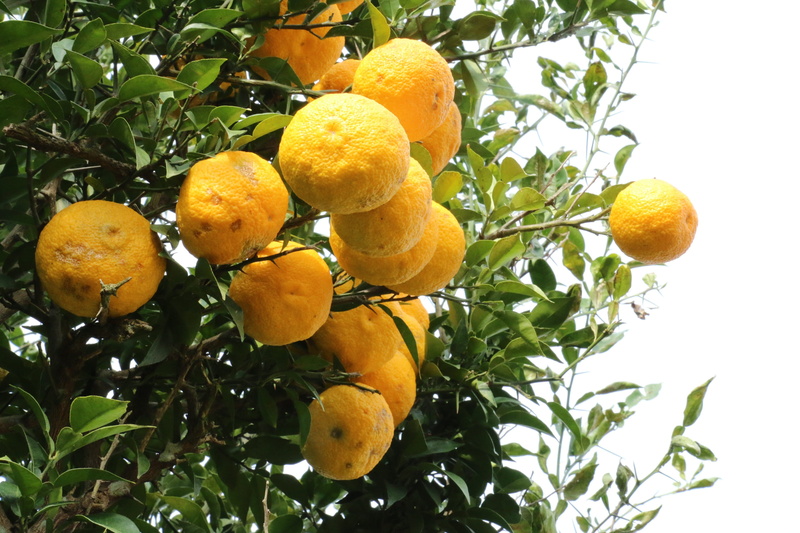 no people, orange color, wood, green Color, clementine, citrus Fruit, tree, low angle view, food, Yellow, agriculture, orange tree, Citron, yellow citron