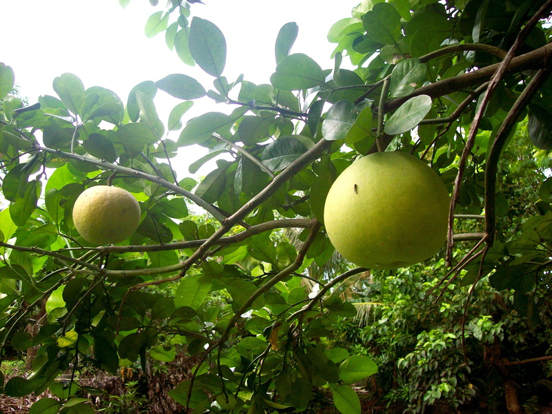 pummelo, food and drink, food, pomelo, plant part, tropical, lemon, fruit tree, fruit, day, orange, nature, no people, ripe, beauty in nature, green color