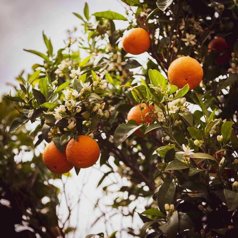 4K, fruit, frost, orange tree, pomelo, snow, wellbeing, outdoors, grapefruit, sphere, creek, countryside, food, ice, leaf, orange color, freshness, produce