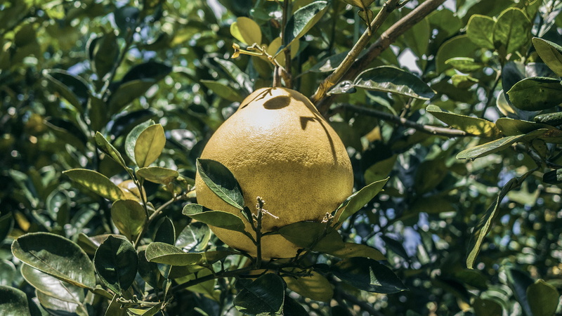 growth, citrus fruit, plant, 2K, basin, hanging, outdoors, day, nature, peony, close-up, no people, blossom, food and drink, pomegranate, leek, produce