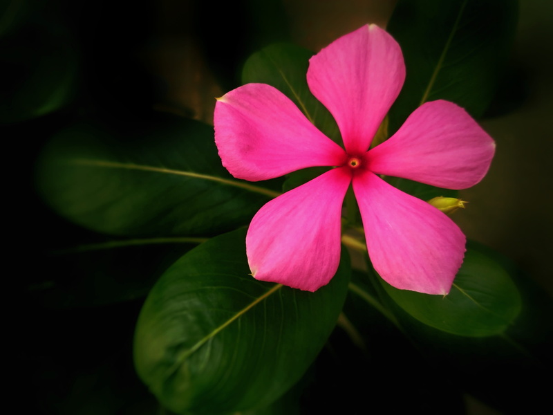 petal, close-up, leaf, flower, flowering plant, pink color, vulnerability, freshness, flower head, plant part, pink flower, beauty in nature, 4K, madagascar periwinkle