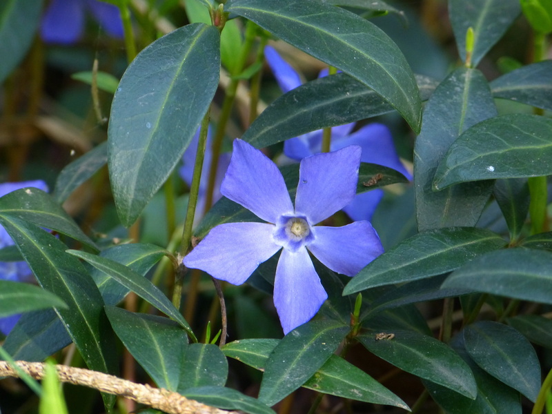 flower head, inflorescence, blossom, bloom, blue, petal, fragility, small periwinkle, plant part, nature, freshness, purple, close-up, flower, green color