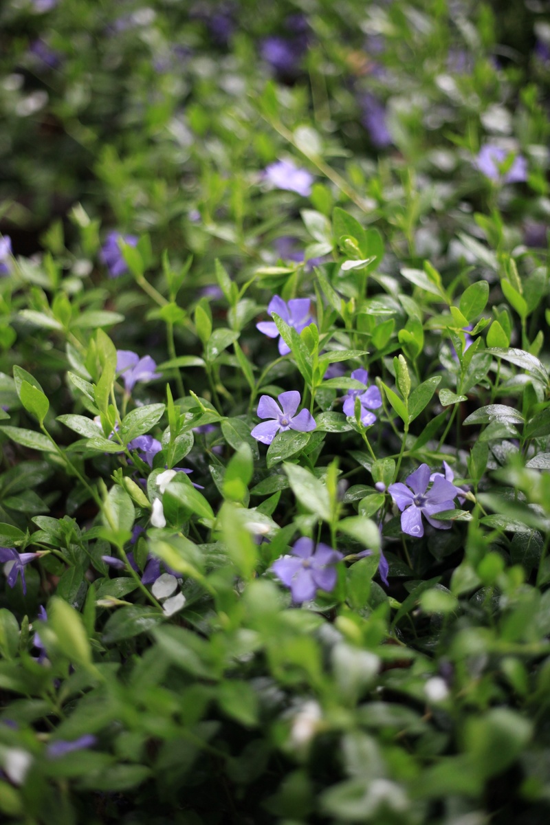 flowering plant, plant part, flower head, leaf, nature, 2K, inflorescence, spring, 5 petals, green background, freshness, purple, close-up, herb, beauty in nature