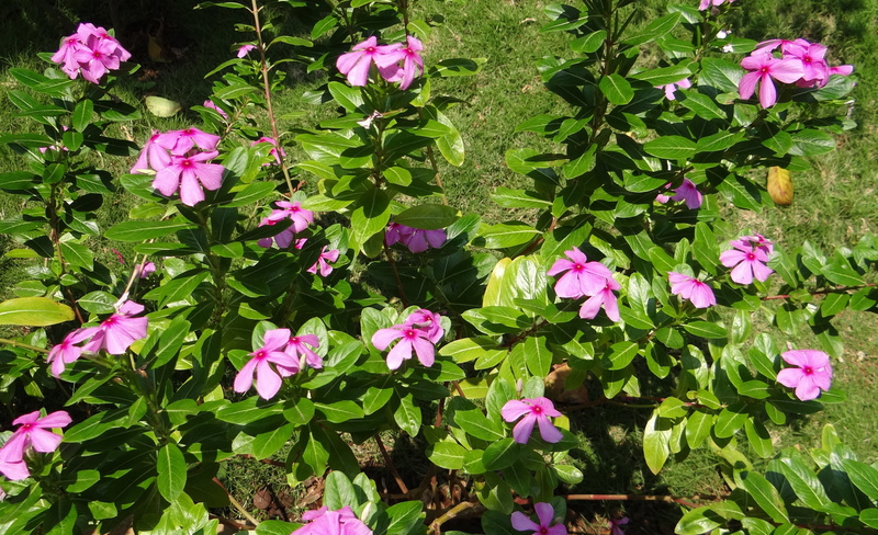 close-up, pink color, cape periwinkle, freshness, petal, catharanthus roseus, madagascar rosy periwinkle, rosy periwinkle, 4K, flower, flower head, flowering plant