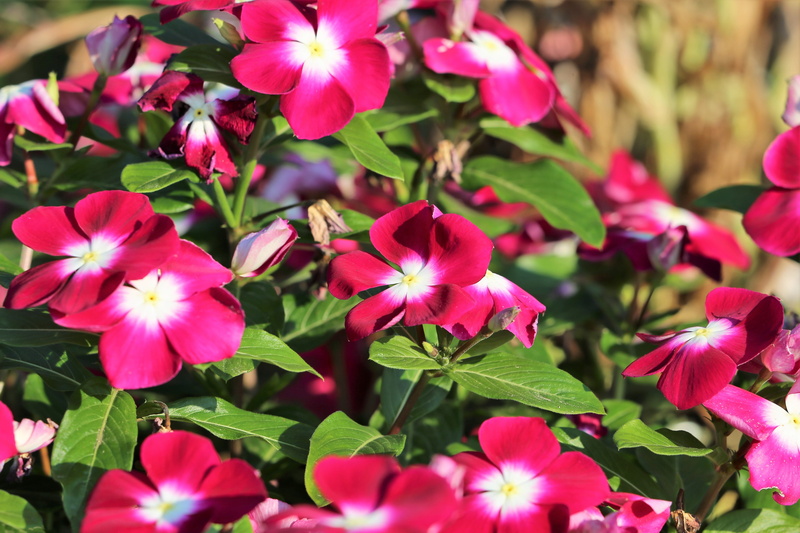 vulnerability, outdoors, petal, no people, flowers, blossom, plant, 5K, purple petals, garden, pink color, leaf, plant part, inflorescence, flower, close-up