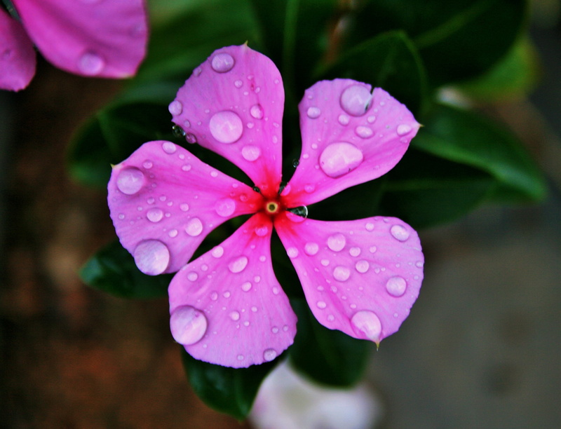 growth, dew, raindrop, vulnerability, freshness, pink periwinkle, no people, fragility, purple, flowering plant, close-up, inflorescence, focus on foreground