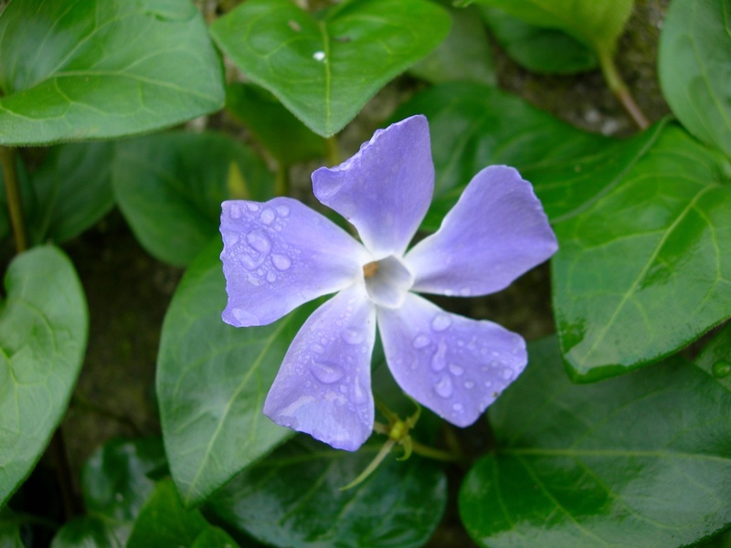 dew, plant part, no people, vinca major, fragility, outdoors, freshness, green color, petal, bloom, garden, close-up, green, leaves, periwinkle, 1080P