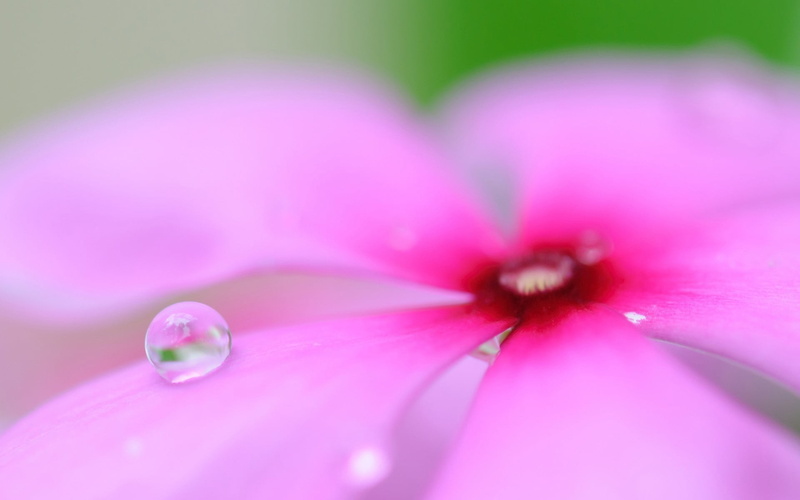 selective focus, flower head, soft focus, periwinkle, drop, petal, vulnerability, purple, fragility, growth, purity, dew, nature, macro, no people, flowering plant