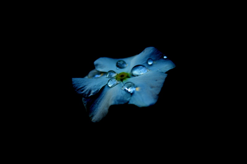 garden, black background, animal themes, sea life, blue, plant, underwater, animal, dew, day, bloom, beauty in nature, close-up, undersea, fall, marine