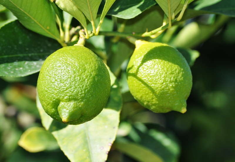 green color, fruit, 2K, focus on foreground, food and drink, outdoors, plant, lemon tree, organic, close-up, two, grow, fruit tree, citrus fruit, mediterranean