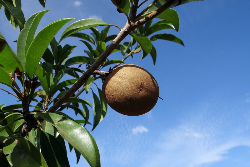 outdoors, orange, branch, Chikoo, food and drink, growth, plant part, Sapodilla, food, ripe, healthy eating, freshness, tree, sapota, Manilkara Zapota