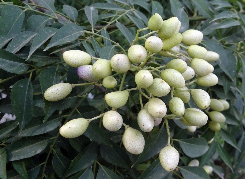 growth, freshness, murraya koenigii, green color, india, curry tree, leaf, food and drink, fruit, plant part, rutaceae, unripe, close-up, day, 2K, wellbeing