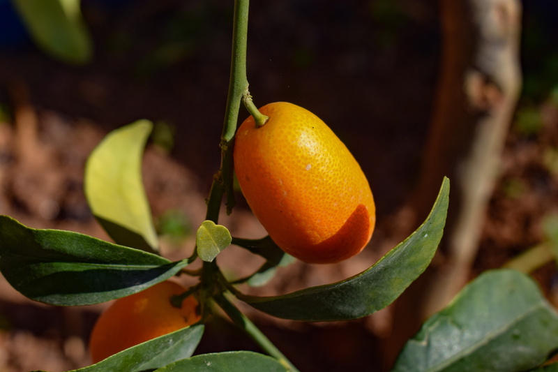 orange color, no people, nature, outdoors, leaf, kumquat, tree, wellbeing, close-up, citrus fruit, focus on foreground, growth, tangerine, food and drink