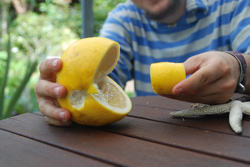 person, grapefruit tree, yellow, freshness, orange, human hand, plant, hand, adult, citrus fruit, eat, lemon, orange color, front view, grapefruit, rutaceae