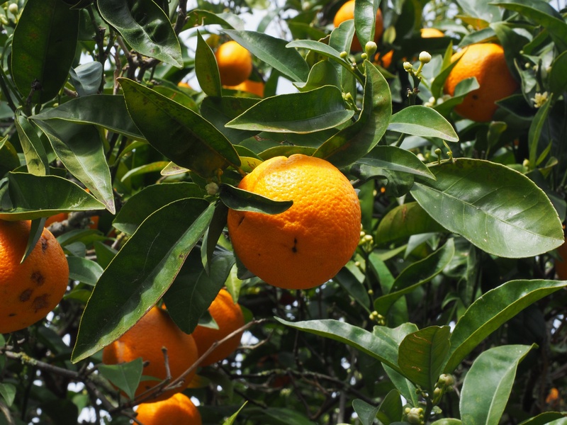 food and drink, orange tree, orange grove, green color, freshness, about, close-up, delicious, citrus tree, no people, nutrition, fruit, healthy, nature