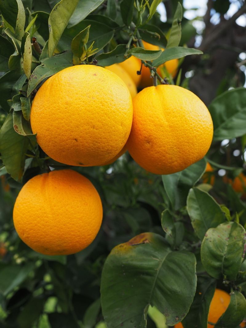 wellbeing, orange - Fruit, branch, rutaceae, plant part, orange grove, sweet, vitamins, tropical fruit, healthy eating, plant, delicious, vitamin c, orange