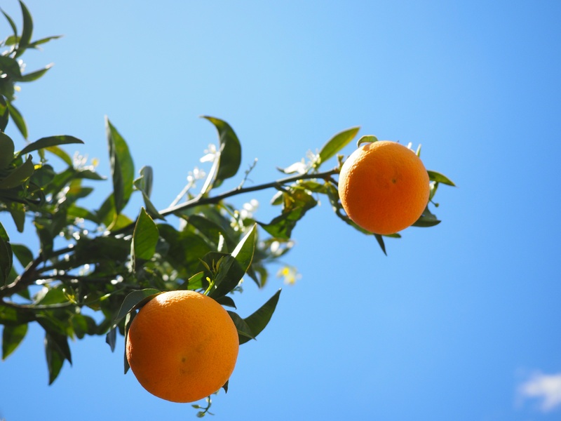 outdoors, sweet, frisch, citrus, periwinkle, orange grove, clear sky, healthy eating, no people, mediterranean, aesthetic, vitaminhaltig, delicious, healthy