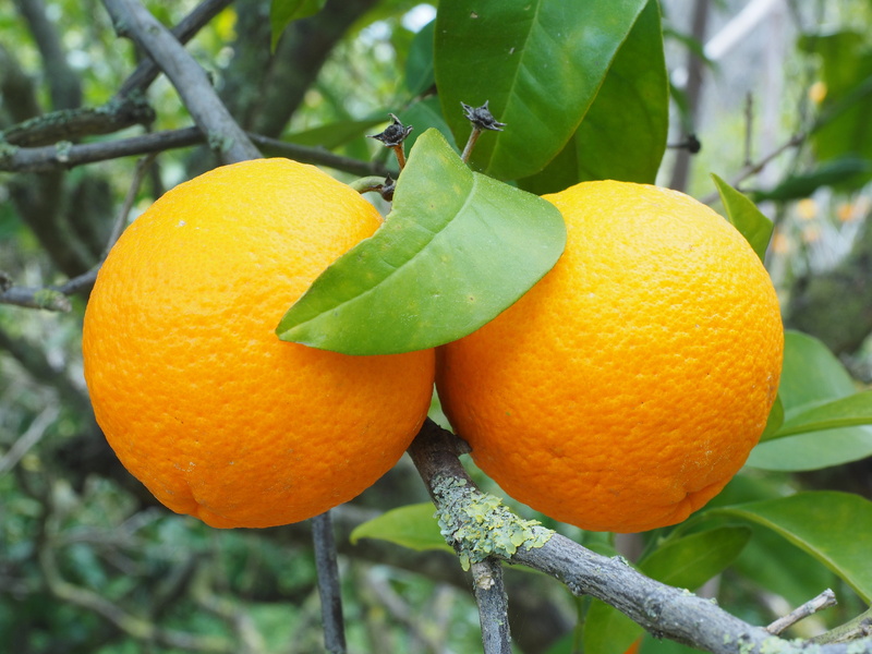 nutrition, orange color, branch, healthy eating, orange - Fruit, orange tree, citrus tree, food and drink, sweet, fruit, ripe, plant part, frisch, 4K