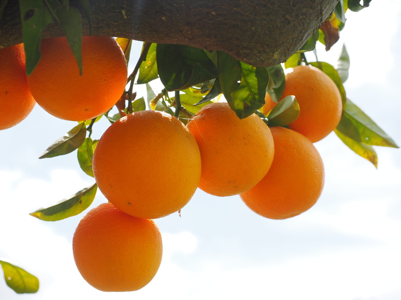 delicious, tropical fruit, healthy, periwinkle, aesthetic, food, day, foliage, vitamin c, about, citrus fruits, orange grove, leaves, orange color, mediterranean