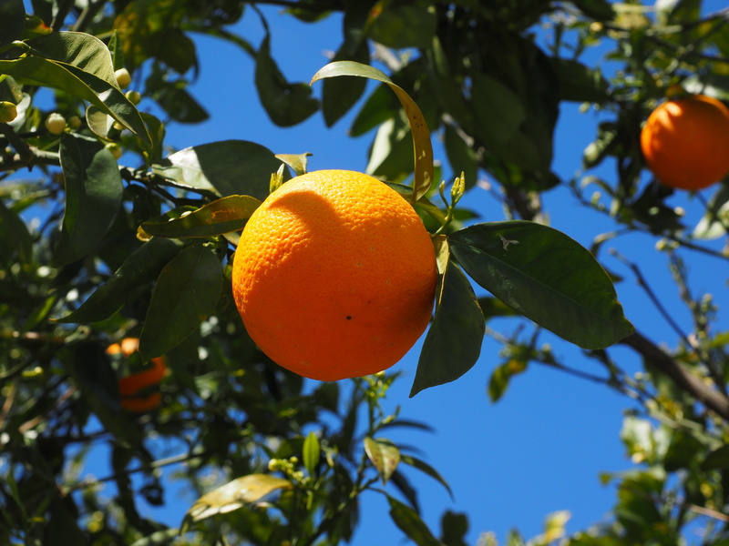 citrus fruit, healthy eating, rutaceae, 4K, wellbeing, fruit tree, leaf, orange color, delicious, outdoors, orange tree, vitaminhaltig, branch, focus on foreground