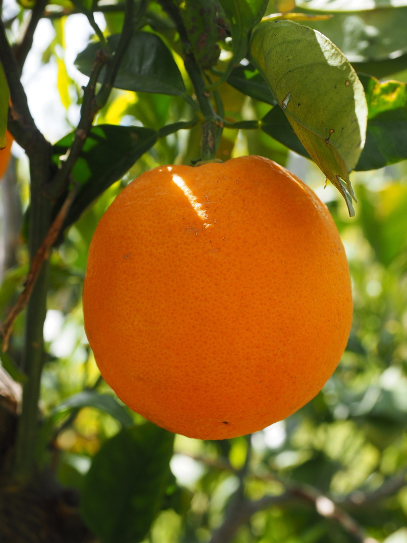 citrus fruit, no people, bush, rutaceae, orange, branch, nutrition, healthy eating, nature, Fruit, leaves, orange color, vitamin c, growth, periwinkle