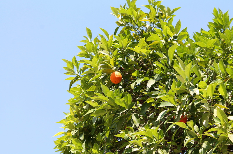 evergreen tree, insect, plant, outdoors, clear sky, fruit trees, day, animal wildlife, 4K, tangerine, tree, green color, ladybug, mandarins, nature, sky