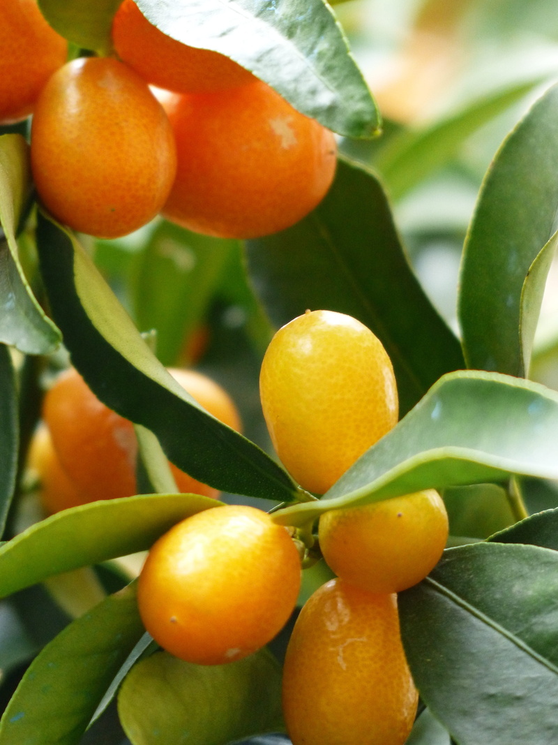 plant part, ovoid, orange - fruit, orange color, no people, 4K, outdoors, freshness, fruit, dark orange, fruit tree, fruits, diamond green, rutaceae, dwarf rind