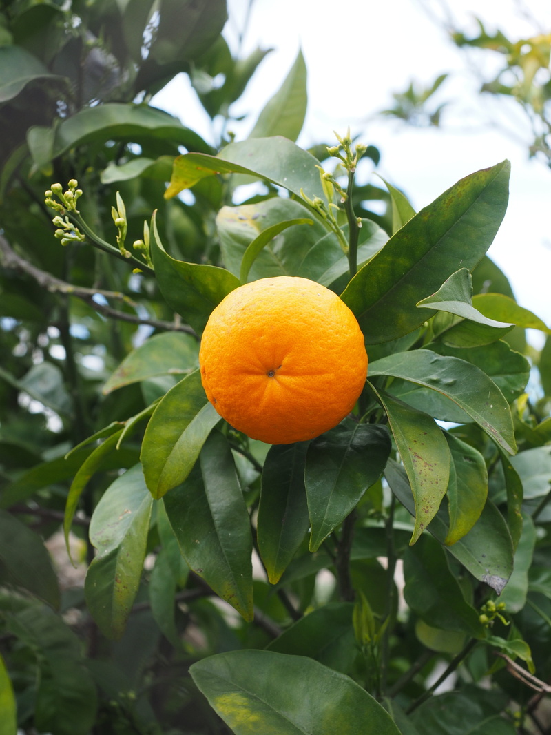 about, ripe, vitamin c, flower head, diamond green, outdoors, growth, orange color, citrus tree, tropical fruit, nature, fruit, summer, plant, no people