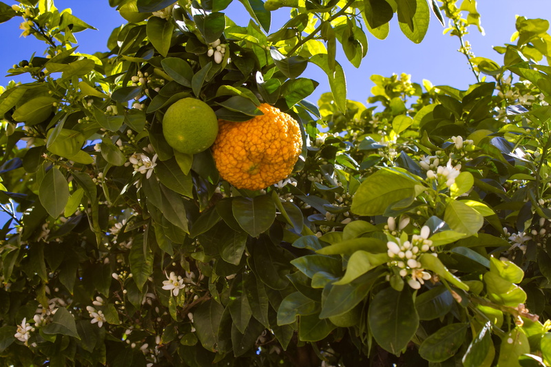 vitamin c, low angle view, tropical fruit, food and drink, sweet, nature, beauty in nature, growth, agriculture, orange, summer, citrus fruit, foliage