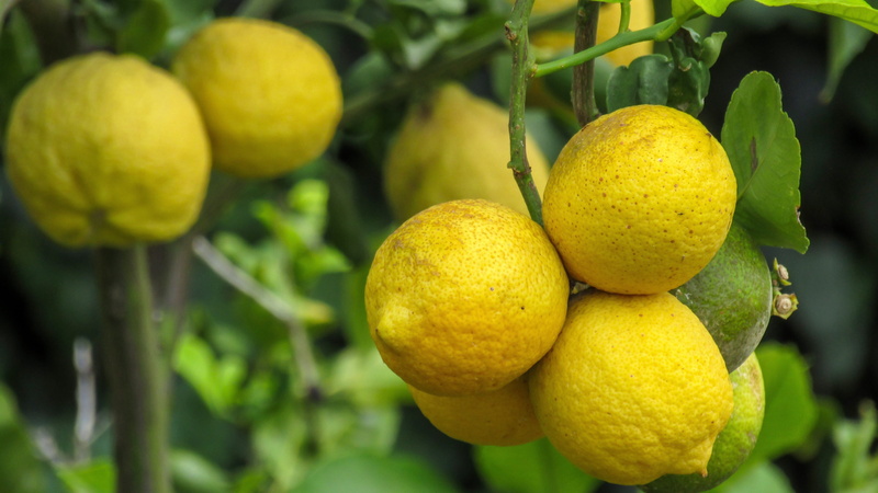 tortosa, no people, food, lemon tree, growth, ripe, 5K, freshness, tree, focus on foreground, nature, food and drink, wellbeing, gardens of the prince