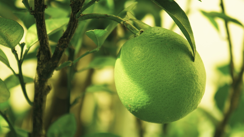 fruit, growth, green, plant part, no people, unripe, wellbeing, nature, ripe, vitamin, close-up, tree, food, lemon, day, citric, healthy eating, 5K, outdoors