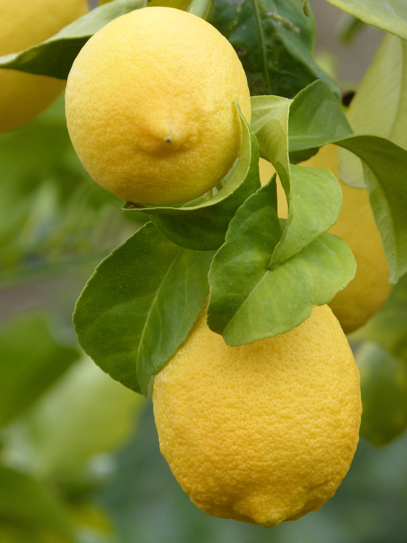yellow, plant part, lemon, tree, leaf, plant, focus on foreground, healthy eating, outdoors, lemon tree, close-up, no people, 4K, ripe, green color, food