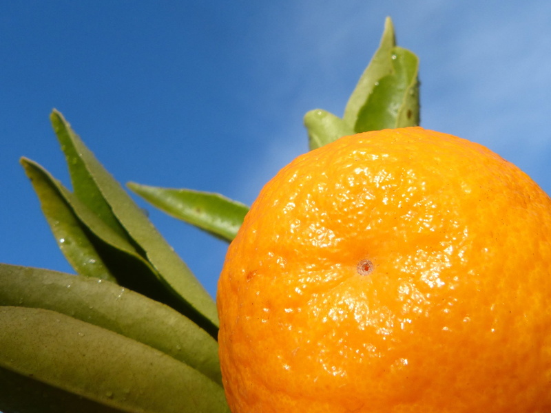 orange color, blue background, healthy eating, focus on foreground, no people, ripe, citric, tangerine, freshness, indoors, green color, studio shot, sky