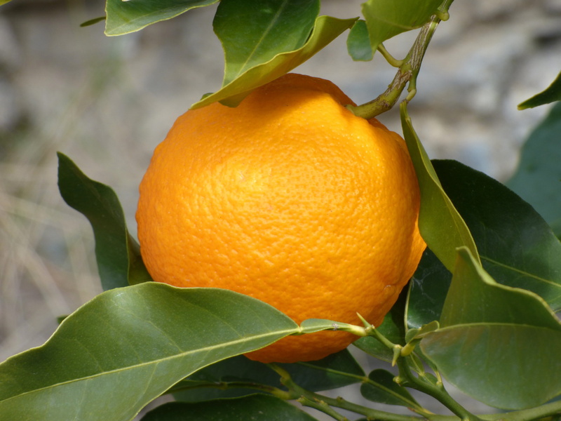 food, citric, leaf, naranjo, outdoors, plant part, no people, growth, orange - fruit, food and drink, ripe, close-up, fruit, orange color, fruit tree, freshness