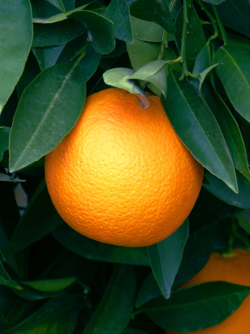 freshness, orange tree, fruit tree, citrus Fruit, ripe, plant, food and drink, orange - Fruit, leaf, Naranjo, healthy Eating, 2K, wellbeing, agriculture