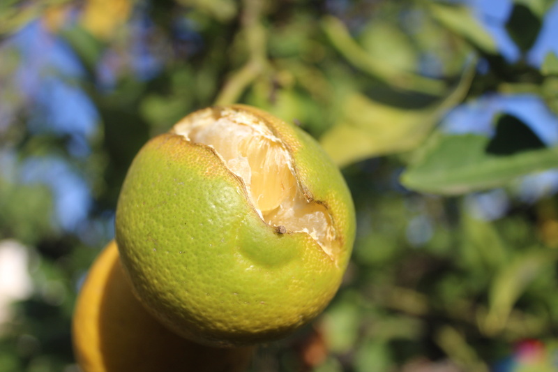fruit, lemon, tree, power, healthy eating, nature, no people, green color, ripe, outdoors, sunlight, food and drink, citrus fruit, day, freshness, wellbeing