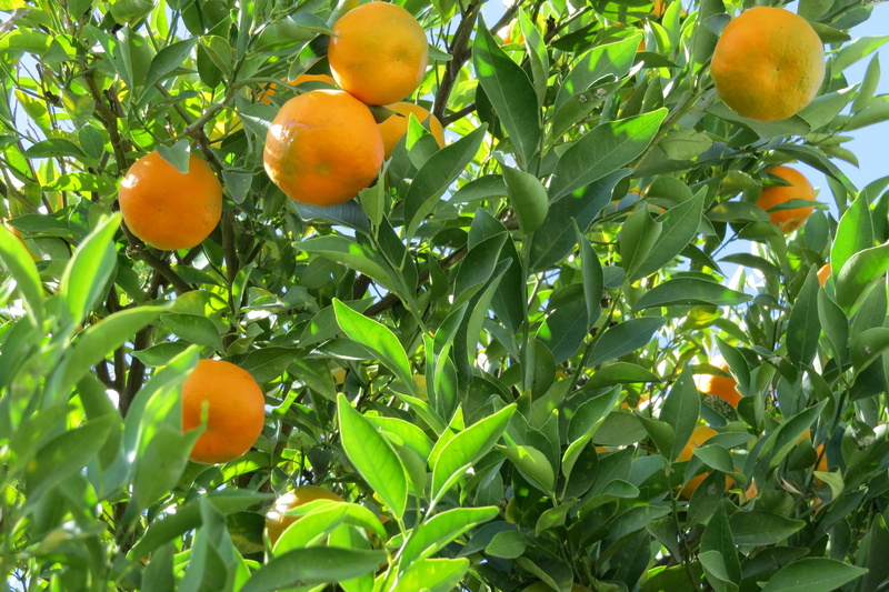 low angle view, growth, citrus fruit, orange - fruit, wellbeing, orange, healthy eating, tangerine, citric, food, no people, tree, freshness, nature, ripe